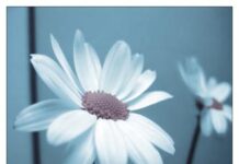 Đoá hoa khát vọng