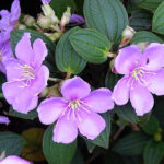 Chuyện tình “Hoa Màu Tím”