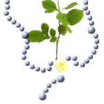 Đức Thánh Cha mời gọi siêng năng lần chuỗi Mân Côi