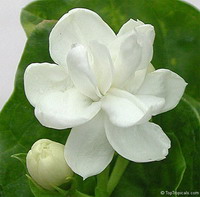 Mẹ và mùa hoa