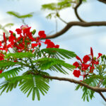 Hoa phượng về trời