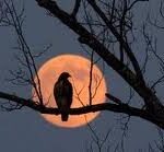 Từ khi trăng là nguyệt