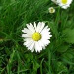 Như loài hoa cúc dại