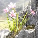 Tâm sự loài hoa trên tường đá