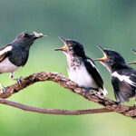 Phương pháp luyện tập để có giọng nói hay