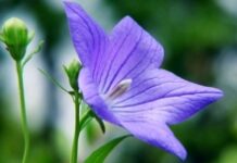 Những điều giản dị