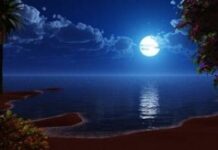 “Gió lùa ánh sáng vô trong bãi”