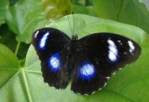 Chuyện con bướm