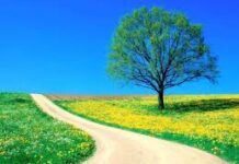 Con đường Tình yêu em đang đi