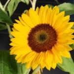 Chúa sẽ dạy con biết đường về cõi sống