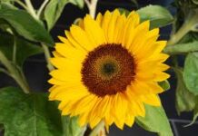 Chúa sẽ dạy con biết đường về cõi sống