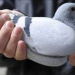 Con chim trong bàn tay