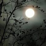 Bóng đen của sự vô tri