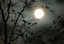 Bóng đen của sự vô tri