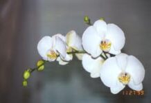 Một quy luật đơn sơ