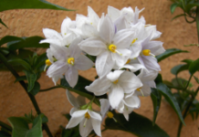 Linh động và linh tinh trong đời tu