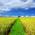 Sai thợ ra gặt lúa