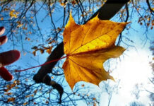 Bước lên và cúi xuống