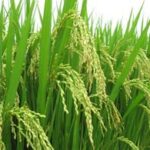 Lời nguyện tín hữu – Chúa Nhật 16 Thường niên_A