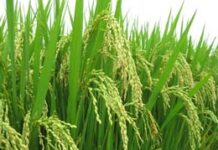 Những bài suy niệm Lời Chúa – Chúa nhật 16 TN. A