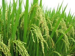 Những bài suy niệm Lời Chúa – Chúa nhật 16 TN. A
