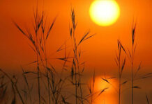 Trong bóng chiều cuộc đời