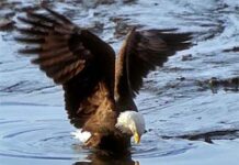 Sức mạnh và dũng khí