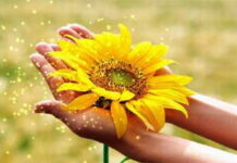 Sự tuyệt vọng cũng đẹp như một bông hoa