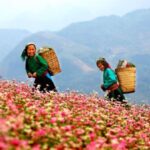 Văn hóa Việt Nam – Phần VIII