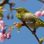 Tìm Xuân Kiếm Tết