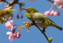 Tìm Xuân Kiếm Tết