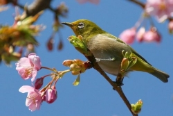 Tìm Xuân Kiếm Tết