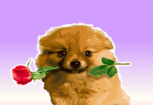 Sức mạnh của lòng cảm kích