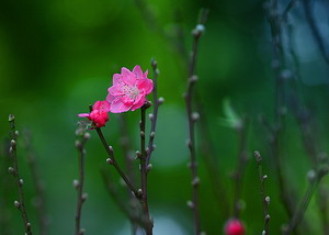 Chuyện cầu chúc