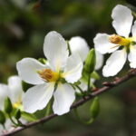 Thư gởi sinh viên, học sinh Công giáo nhân dịp mừng xuân Nhâm Dần