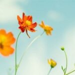 Niềm vui đức tin