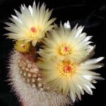 Cảm thức về nỗi đau