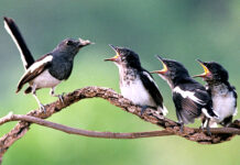 Học nói có văn hóa