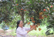 Nơi mảnh vườn cộng đoàn Tâm Hòa