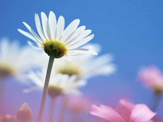 Bông hoa nhỏ dưới chân bàn thánh