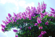 Phượng vĩ và Bằng lăng – Viết tặng đời tu trì