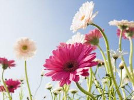 Gửi trao yêu thương giữa đại dịch