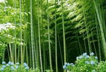 Đừng Từ Bỏ Cuộc Sống