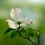 Nghèo trong tinh thần giúp nên thánh trong thế giới ngày nay