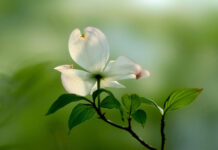 Nghèo trong tinh thần giúp nên thánh trong thế giới ngày nay