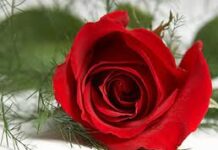 Hãy sống như bông hồng