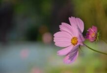 Ý Thức và Chuyển Hóa Cái Giận