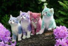 Đơn giản – phức tạp