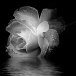 Tưởng niệm thi sĩ Công giáo Hàn Mạc Tử