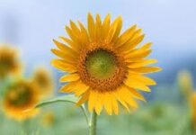 Cơ Hội Ẩn Sau Những Việc Tốt